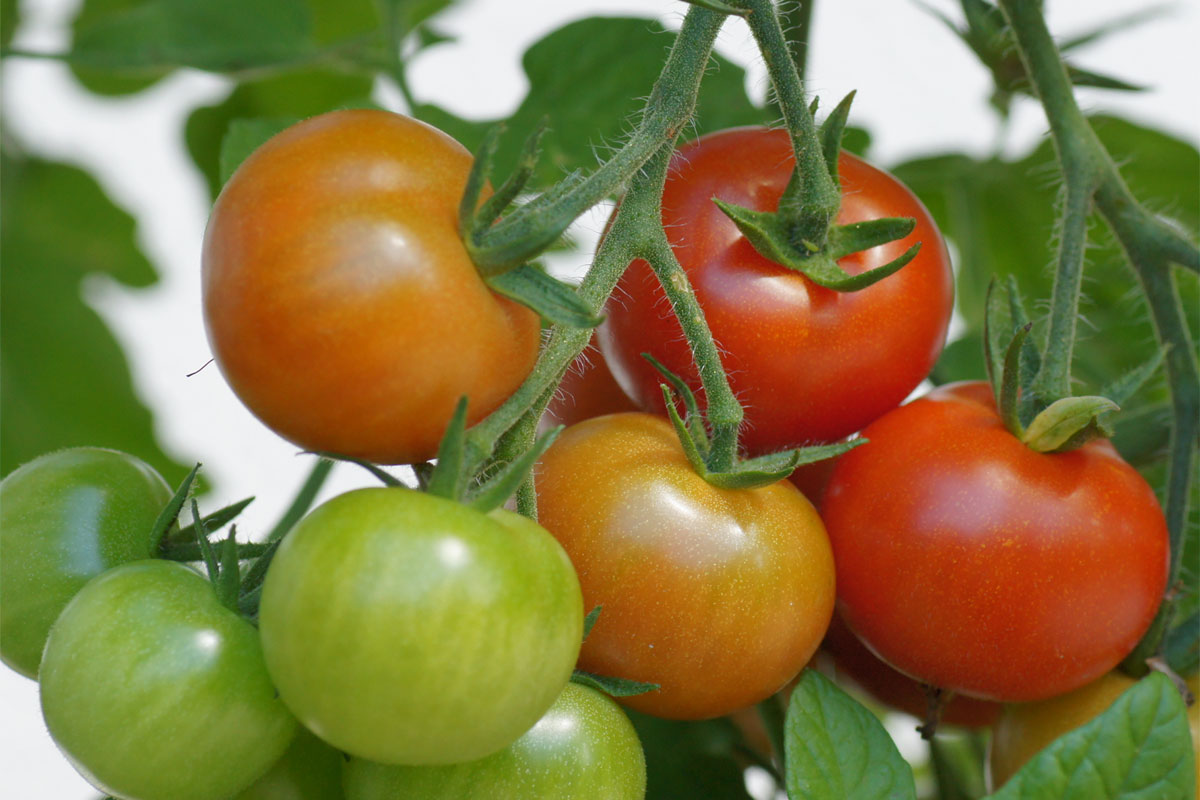 Tomaten bei Aramark: Nachhaltigkeit von nebenan